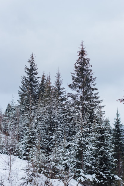 Vertikale Aufnahme von Kiefern bedeckt mit Schnee an einem Wintertag