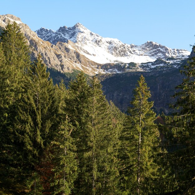 Vertikale Aufnahme von Kieferngipfeln mit schneebedeckten Bergen in den Allgaeu-Alpen