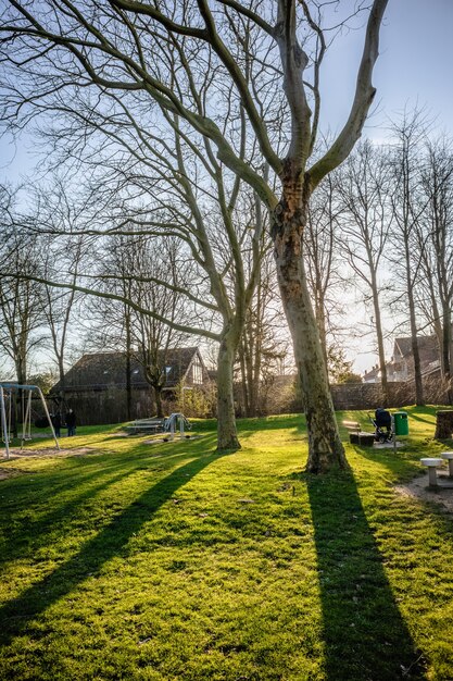 Vertikale Aufnahme von mehreren Bäumen auf einer grünen Landschaft