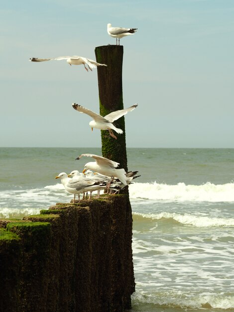 Vertikale Aufnahme von Möwen am Strand mit kleinen Wellen und einem düsteren Himmel im Hintergrund