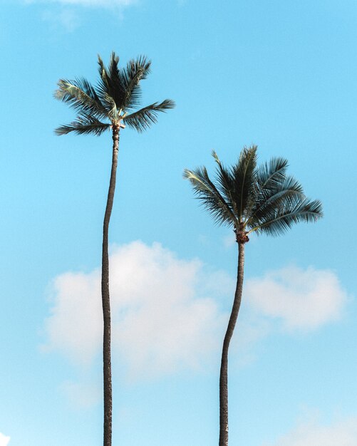 Vertikale Aufnahme von Palmen gegen den blauen Himmel