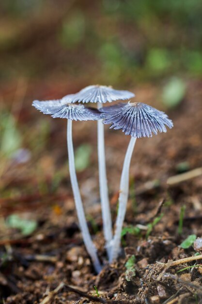 Vertikale Aufnahme von Parasola plicatilis, die in der Natur wächst