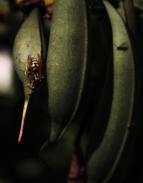 Vertikale Aufnahme von Pflanzenblättern mit darauf sitzenden Insekten