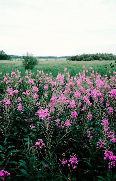 Vertikale Aufnahme von rosa Blumen, die während des Tages im Feld wachsen