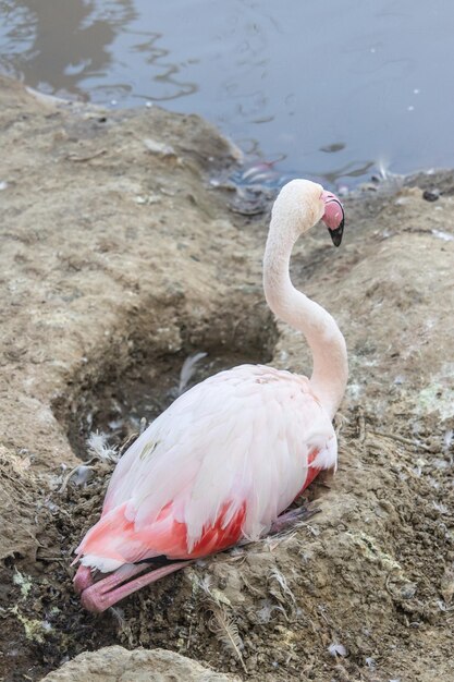 Vertikale Aufnahme von rosafarbenem Flamingo auf dem See