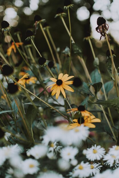 Vertikale Aufnahme von Rudbeckia Hirta Blumen, die in einem Feld neben Gänseblümchen wachsen