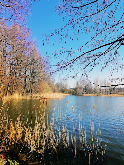Vertikale Aufnahme von Schilf und Bäumen neben einem Teich in Jelenia Góra, Polen.