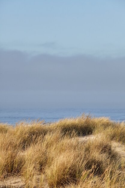 Vertikale Aufnahme von Strandgras am Morgen am Cannon Beach, Oregon