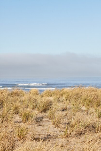 Vertikale Aufnahme von Strandgras am Morgen am Cannon Beach, Oregon