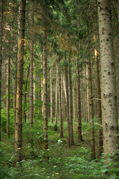 Vertikale Aufnahme von wachsenden Bäumen im Feld unter dem Sonnenlicht