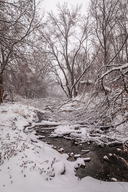 Vertikale Aufnahme von Wald und Fluss bedeckt mit weißem Schnee während des Winters