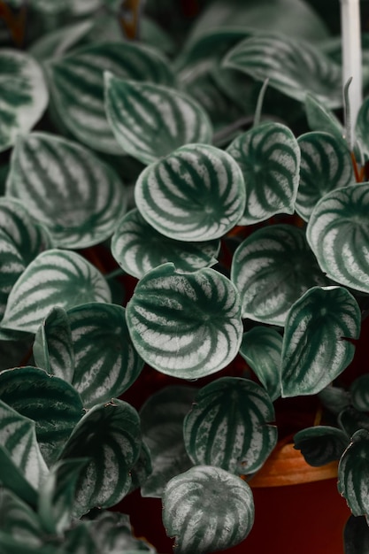 Kostenloses Foto vertikale aufnahme von wassermelonen-peperomia-blättern, die sich hervorragend für tapeten eignen