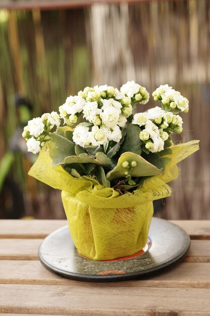 Vertikale Aufnahme von weißen Blumen im Topf auf einem Tisch