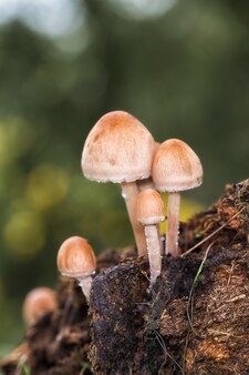 Vertikale aufnahme von winzigen pilzen