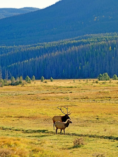 Kostenloses Foto vertikale aufnahme von zwei elchen, die auf der weide grasen, umgeben von hohen felsigen bergen