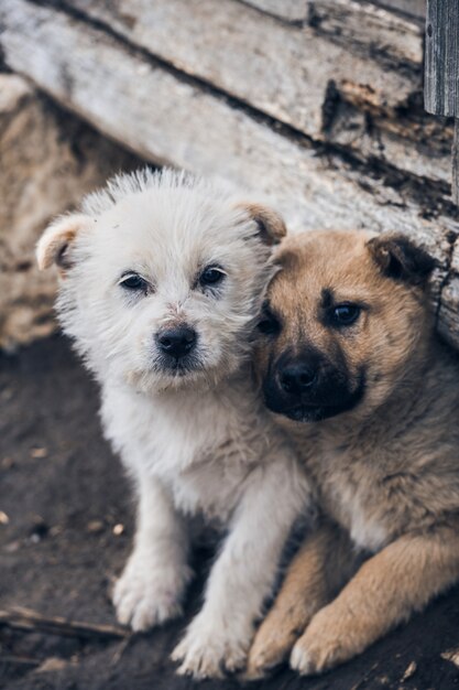 Vertikale Aufnahme von zwei Hunden, die dicht nebeneinander sitzen