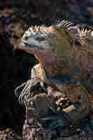 Kostenloses Foto vertikale closuep-aufnahme eines galapagos-meeresleguans auf einem felsen
