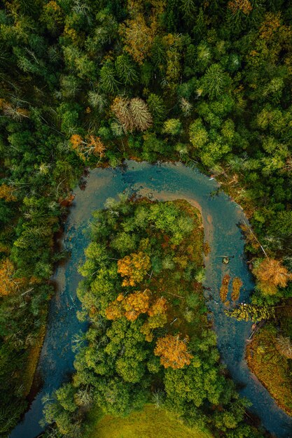 Vertikale Draufsicht auf einen geschweiften Fluss durch einen dichten Wald an einem Herbsttag