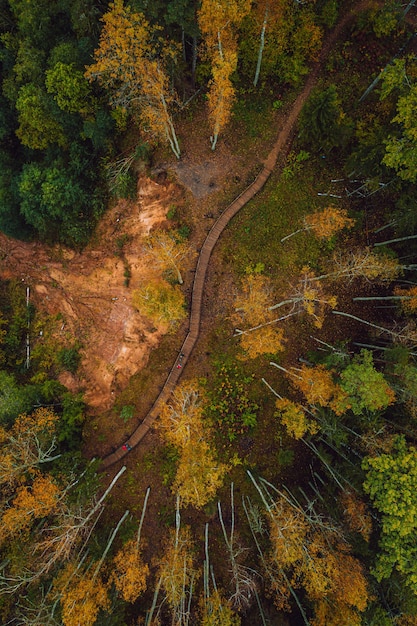 Vertikale Draufsicht auf einen Weg durch einen dichten Wald an einem Herbsttag