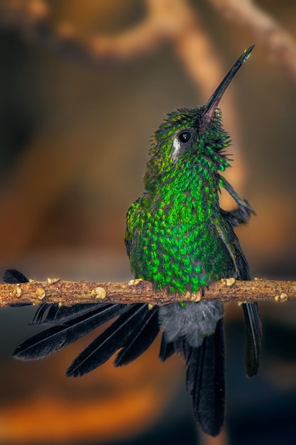 Vertikale flache fokusaufnahme des grün gekrönten brillanten kolibris, der auf einem schlanken ast thront