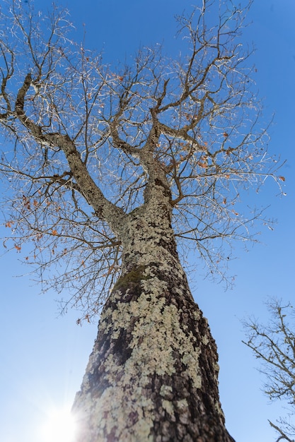 Kostenloses Foto vertikale flachwinkelaufnahme eines großen kahlen baumes bedeckt mit moos unter dem himmel in istrien, kroatien