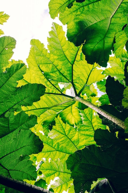 Vertikale Flachwinkelaufnahme von grünen Blättern unter dem Schatten der Sonne - ideal für Tapeten