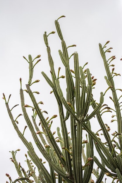 Vertikale Flachwinkelaufnahme von grünen Kaktuspflanzen unter einem klaren Himmel