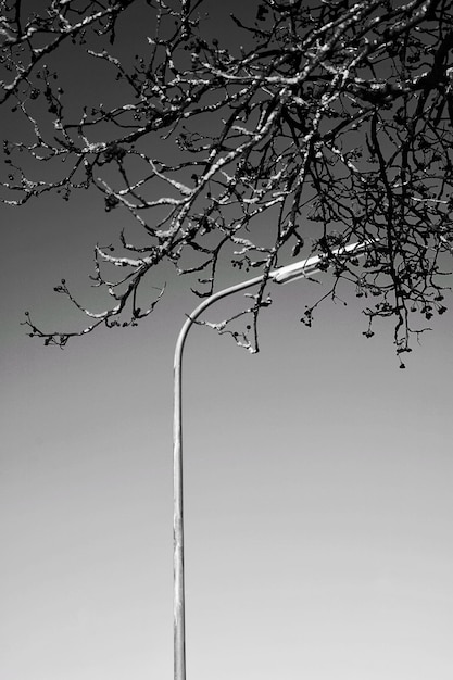 Kostenloses Foto vertikale graustufenaufnahme aus niedrigem winkel von der spitze eines baumes und einer straßenlaterne