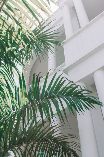 Vertikale Innenaufnahme einer großen Blattpflanze mit weißer Architektur
