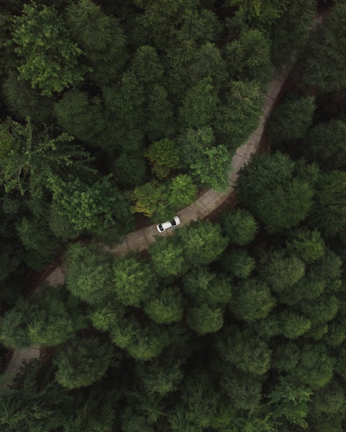 Vertikale Luftaufnahme eines Autos, das durch eine Straße im Wald mit hohen grünen dichten Bäumen fährt