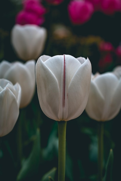 Vertikale nahaufnahme blühender weißer und rosafarbener tulpen im garten Kostenlose Fotos