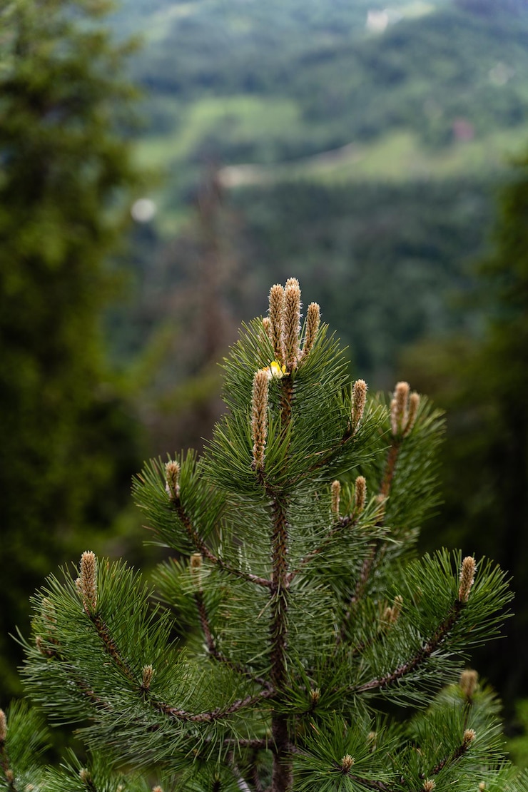 Kostenlose Foto vertikale nahaufnahme der blätter einer kiefer in einem wald, der tagsüber aufgenommen wurde