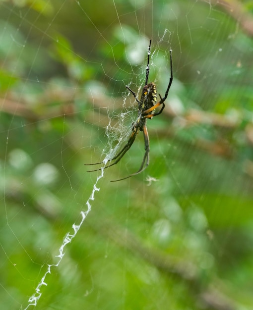 Vertikale Nahaufnahme der gelben Kreuzspinne auf dem Spinnennetz Argiope aurantia