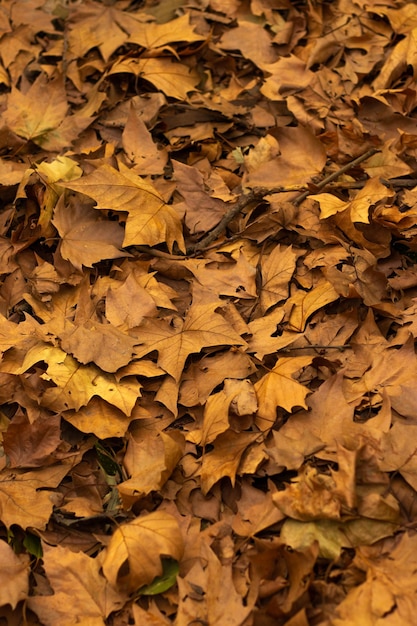 Vertikale Nahaufnahme des Herbstlaubs