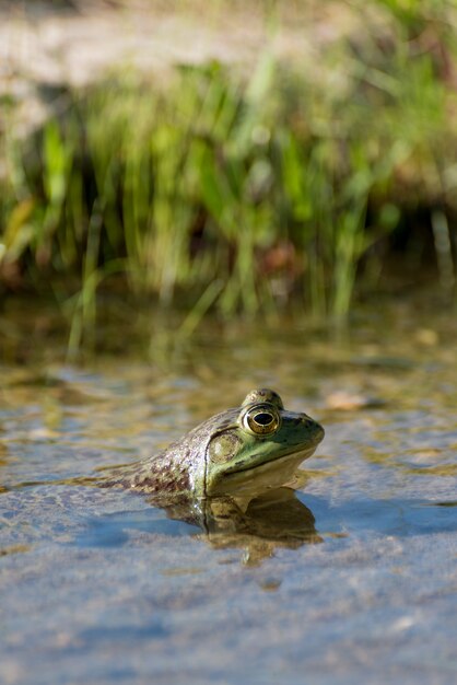 Vertikale Nahaufnahme des Kopfes eines Frosches mit großen Augen in einem Sumpf