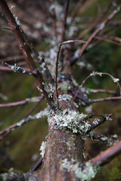 Vertikale Nahaufnahme des Mooses, das den Stamm eines kahlen Baumes bedeckt