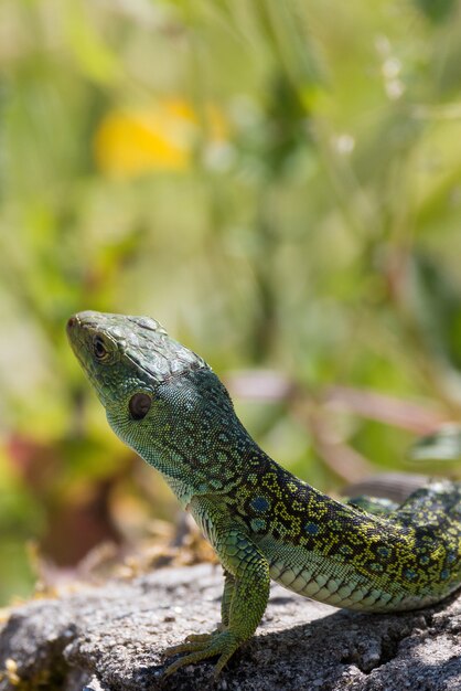 Vertikale Nahaufnahme einer Agama auf einem Felsen, umgeben von Grün unter dem Sonnenlicht