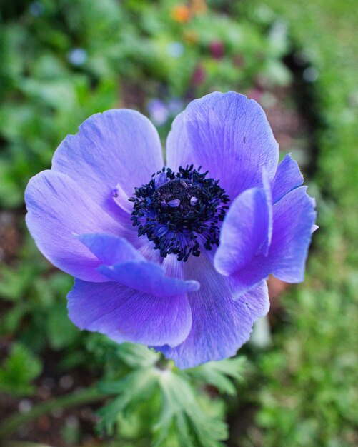 Vertikale Nahaufnahme einer Anemone in einem Garten unter dem Sonnenlicht