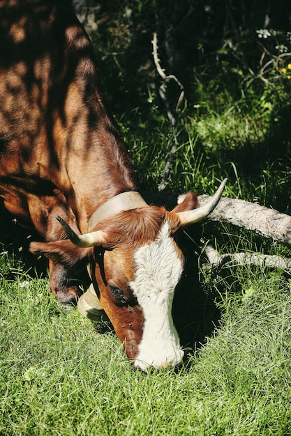 Vertikale Nahaufnahme einer braunen Kuh, die auf dem Gras weidet