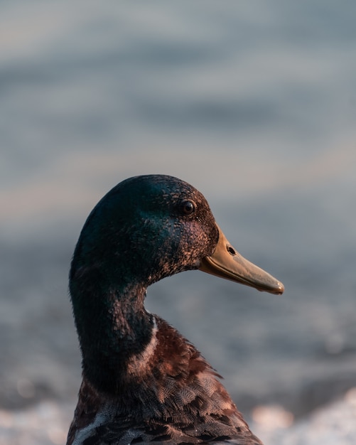 Kostenloses Foto vertikale nahaufnahme einer ente