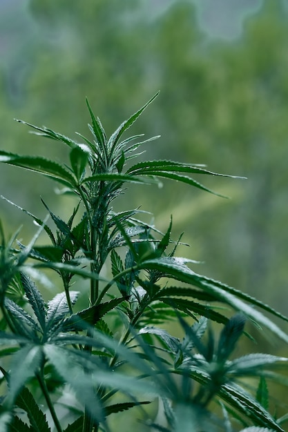 Vertikale Nahaufnahme einer grünen Cannabispflanze