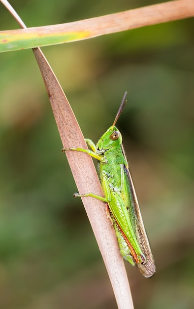 Vertikale Nahaufnahme einer grünen Heuschrecke auf einem getrockneten Blatt