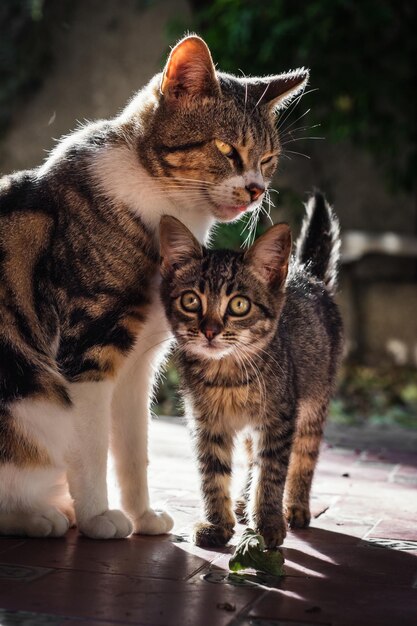 Vertikale Nahaufnahme einer Katze und eines süßen grauen Kätzchens