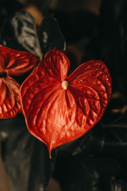 Kostenloses Foto vertikale nahaufnahme einer roten calla-blume mit einem langen staubblatt