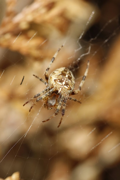 Vertikale Nahaufnahme einer weiblichen Kreuzspinne im Netz