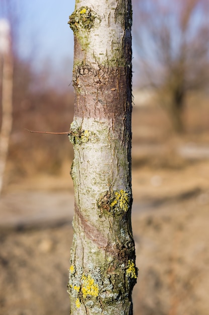 Vertikale Nahaufnahme eines Baumstammes mit Pilz