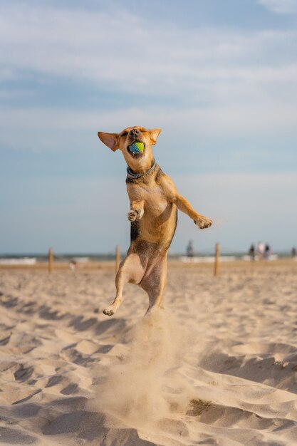 Vertikale Nahaufnahme eines Begleithundes, der beim Laufen auf dem Sand einen Ball fängt