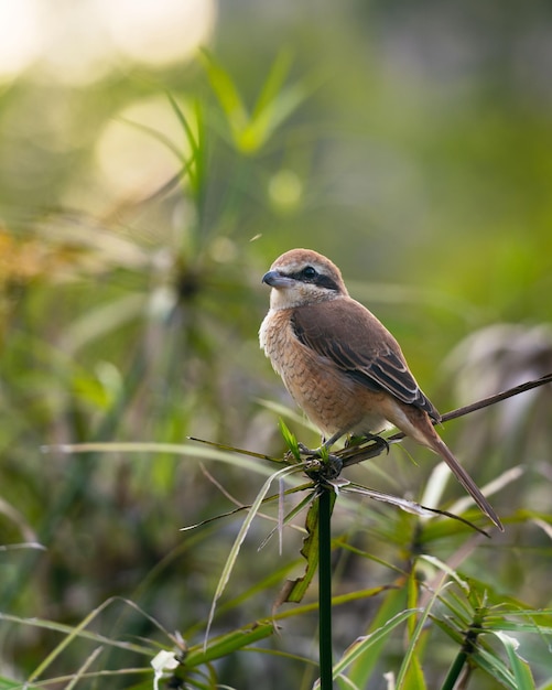 Vertikale Nahaufnahme eines braunen Würgervogels, der auf einem Ast thront