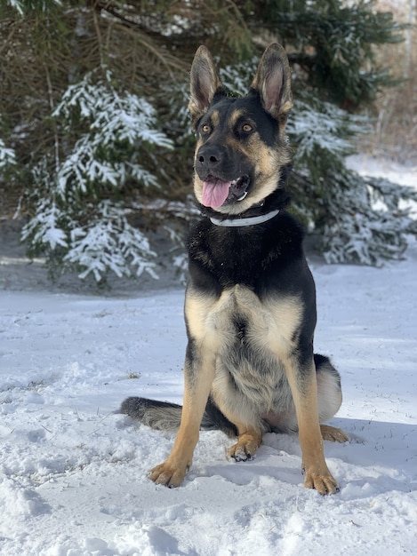 Vertikale Nahaufnahme eines deutschen Schäferhundes, der auf dem Schnee sitzt
