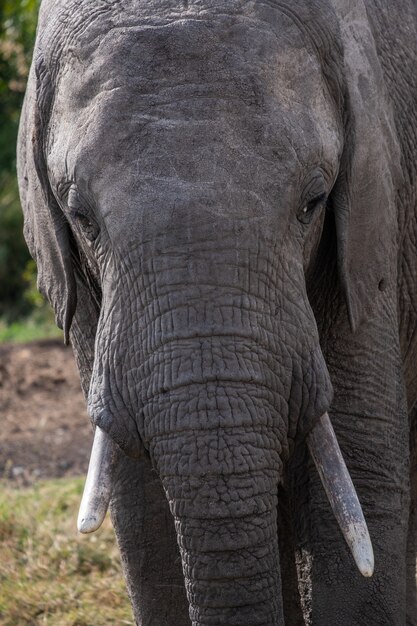 Vertikale Nahaufnahme eines prächtigen Elefanten in der Tierwelt, die in Ol Pejeta, Kenia gefangen genommen wird